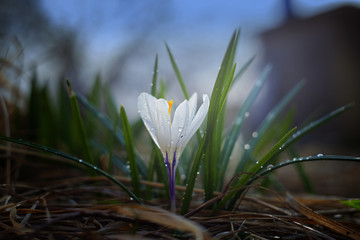 Spring flower a crocus in interesting lighting