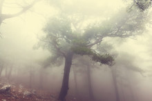 Fog In The Forest