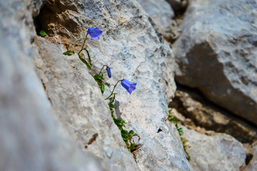 Small purple flowers between rocks in the mountains could display resiliance and tenacity in harsh enviroments