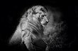 Black and white portrait of an amazing Lion in the Serengeti National Park, Tanzania