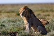 Lion with a beautiful mane looking in the savannah of the Serengeti Nationalpark Park in Tanzania