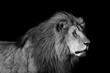 Portrait of big Lion Romeo 2 of Double Cross Pride in Masai Mara with black background