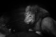 Black and white portrait of wild Lion Romeo 2 in Masai Mara, Kenya