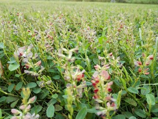 The landscape of the little flower lawn 