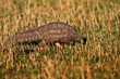 Wild African Giant Pangolin, very rare to see in the wilderness