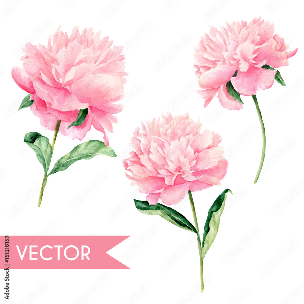 Vector watercolor hand painted pink peony illustration set Stock Vector ...
