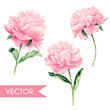 Vector watercolor hand painted pink peony illustration set