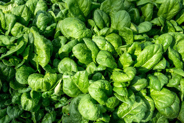 Fresh spinach in an early spring garden