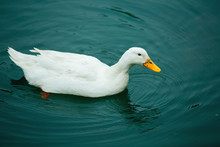 White Domestic Duck Swimming In A Pond