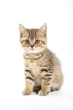 Fototapeta Koty - Little cute kitten striped on a white background