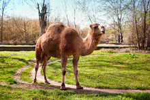 Camel In The Zoo