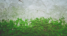 Bright Green Moss Texture On The Stone Wall. Photo Depicting A Bright Green Lichen On The Old Stone Wall. Closeup, Macro View. Slovenia, Ljubljana City, Castle Area.