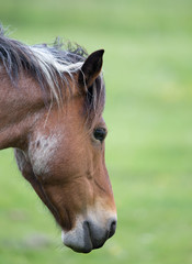 Poster - Horse head against green background