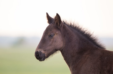 Sticker - Foal standing on meadow