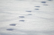 © PixlMakr - Paw print in snow