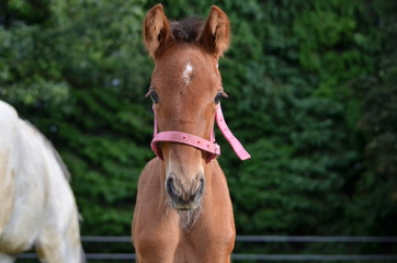 Sweet little foal