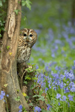 Tawny Owl Perched On Branch In Bluebell Wood.