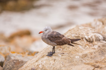 Wall Mural - seagull on the stone.
