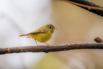 Wall Mural - yellow small bird sitting in a bush. bright colors of feathers.