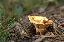 Hygrophoropsis Aurantiaca, Commonly Known As The False Chanterelle