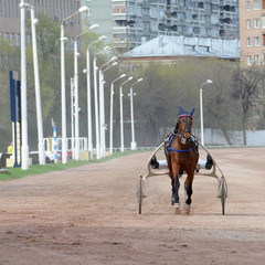 Wall Mural - The brown horse trotter on hippodrome