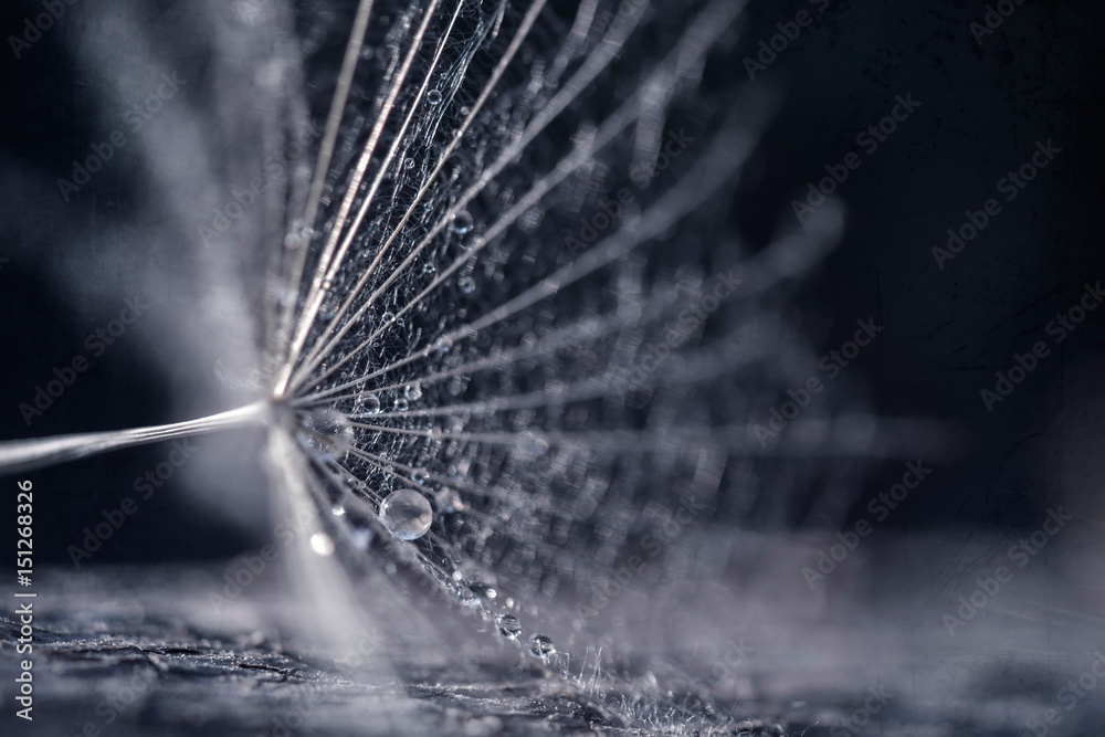 Dandelion seeds with water drops and beautiful shades - obrazy, fototapety, plakaty 