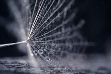Dandelion Seeds With Water Drops And Beautiful Shades