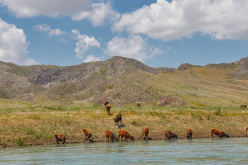 Wall Mural - Horses drink water 