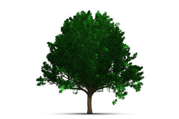 Wall Mural - tree isolated on white background clipping path.