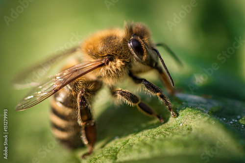 Plakat Makro- wizerunek pszczoła od roja na liściu