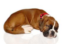 Little German Boxer Puppy (2 Month) Sleeping On A White Background, Isolated 