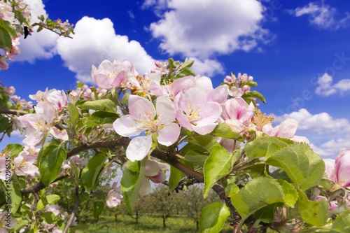 Dekoracja na wymiar  kwitnaca-jablon
