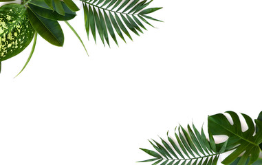 Wall Mural - Frame of tropical leaves (Monstera, Dieffenbachia, branch palm, Ficus benjamina) on a white background with space for text. Top view, flat lay