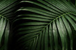 canvas print picture -  palm leaf for texture or background