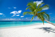 coco palm on tropical paradise island dream beach