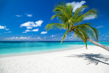 Coco Palm On Tropical Paradise Island Dream Beach