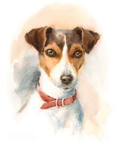 Watercolor Dog Jack Russell Terrier Portrait - Hand Painted Animals Pets Illustration Isolated On White Background