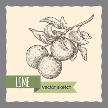 Fresh Lime Fruits On A Branch Hand Drawn Sketch.
