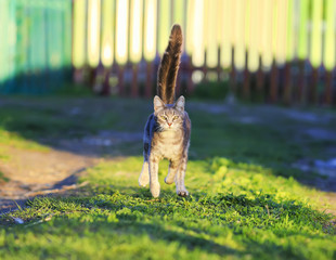 Wall Mural - funny cat runs on the green grass, jumping high