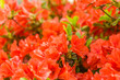 Red Flowers Blooming in the Spring