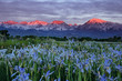 Wild Iris Flowers With Sunrise Mountains