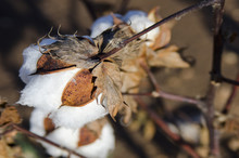 Unharvested Cotton Boll