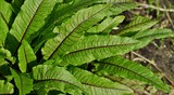 Green leaves with dark red veins of the blood dock red sorrel plant rumex sanguineus