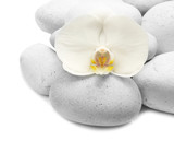 Fototapeta Desenie - Spa stones and orchid on white background