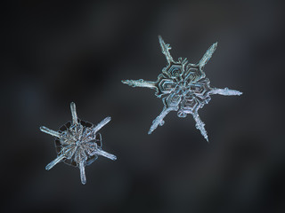 Macro photo of real snowflakes: two snow crystals of star plate type with narrow straight arms and big centers, formed by broad sections with complex inner pattern, glittering on dark blur background.