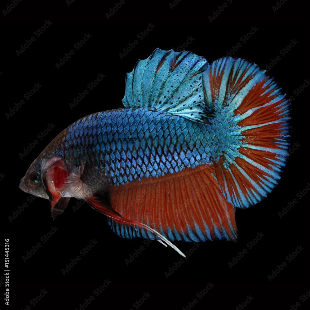 HMPK Giant Betta Female on black background. Beautiful fish. Swimming flutter tail flutter. Stock Photo Adobe Stock
