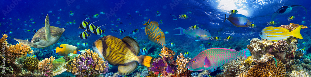 colorful wide underwater coral reef panorama banner background with many fishes turtle and marine life - obrazy, fototapety, plakaty 