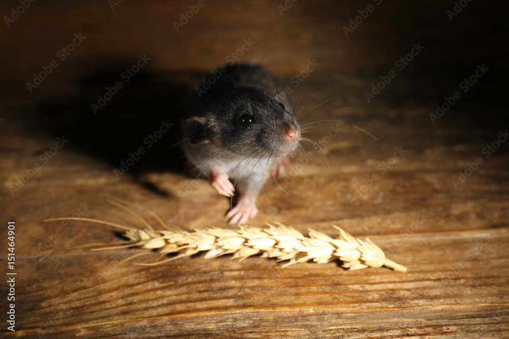 Cute little rat with wheat ear on wooden background