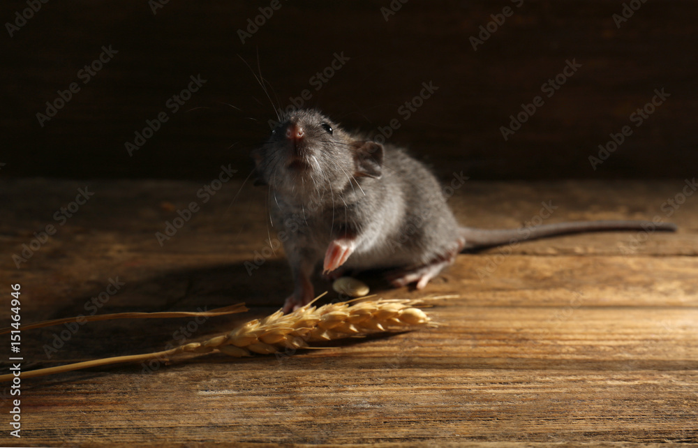 Cute little rat with wheat ear on wooden background