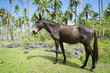 A Brazilian working mule takes a rest among the greenery of a tropical palm plantation in Bahia, Brazil